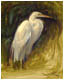 Egret Study I