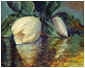 Magnolia Reflection