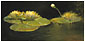 Of Water Lilies