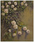 Roses on a Garden Wall