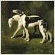 Two Greyhounds