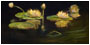 Water Lily Reflections