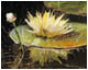 Water Lily Study II
