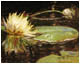 Water Lily Study I