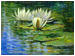 Water Lilies
